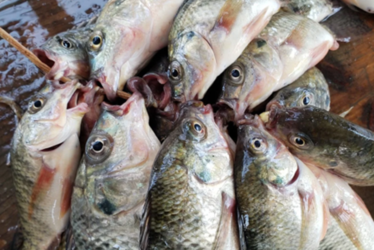 Hawassa Fish